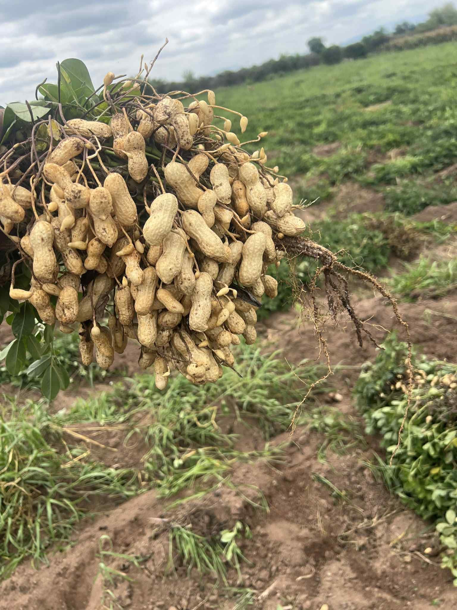 Cieneguilla de Rioverde