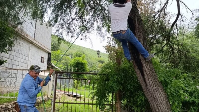 Árbol caído provoca daños en acometida doméstica; se brinda apoyo para su restablecimiento