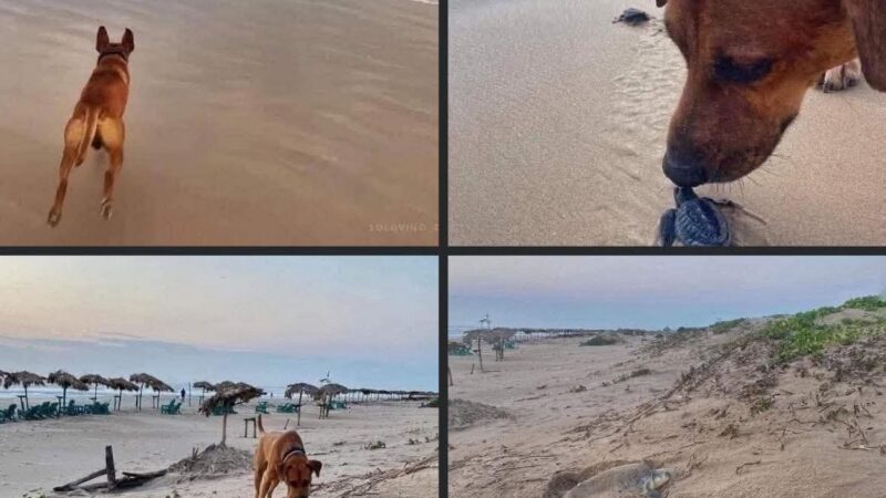 ABANDONADO, PERO CON UNA MISIÓN: PROTEGER A LAS TORTUGUITAS 🐶❤️🐢