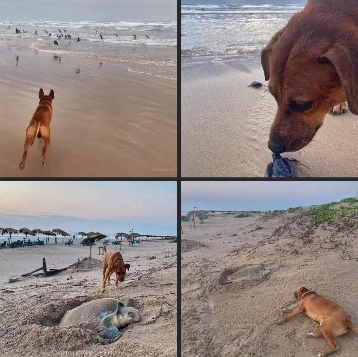 ABANDONADO, PERO CON UNA MISIÓN: PROTEGER A LAS TORTUGUITAS 🐶❤️🐢