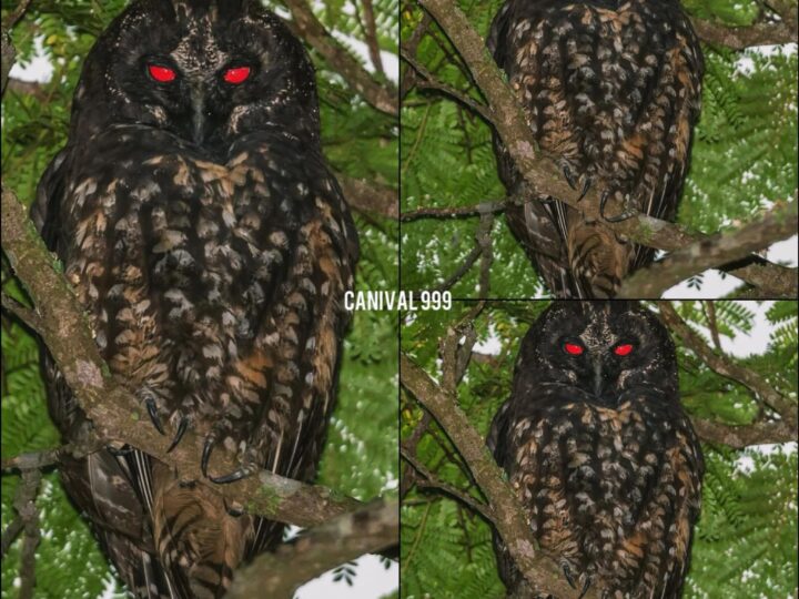 🦉 El Búho Estigio (Asio stygius): El espectro de ojos rojos del bosque.