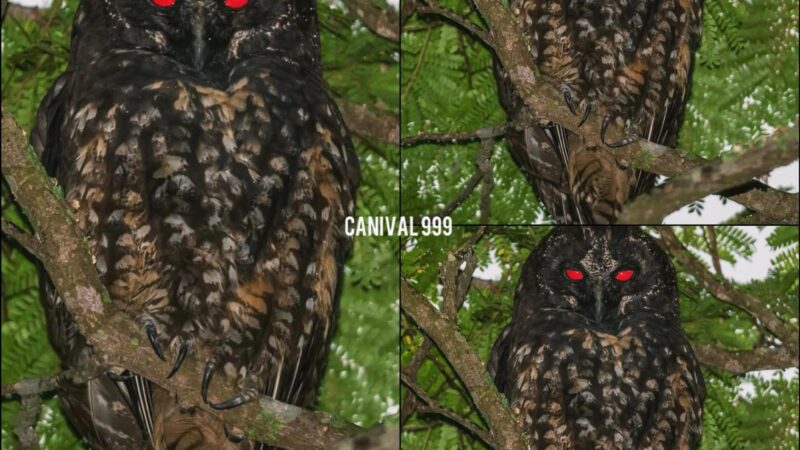 🦉 El Búho Estigio (Asio stygius): El espectro de ojos rojos del bosque.