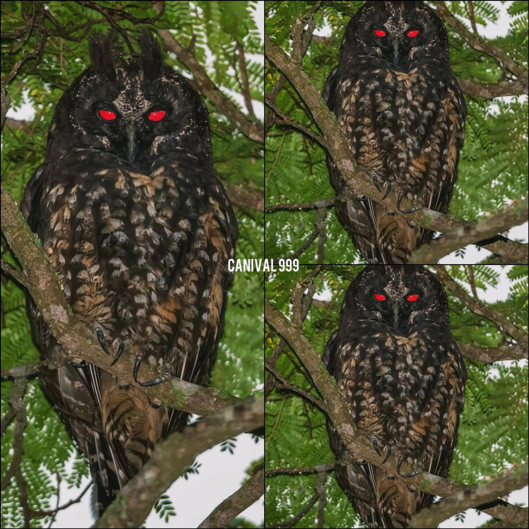 🦉 El Búho Estigio (Asio stygius): El espectro de ojos rojos del bosque.