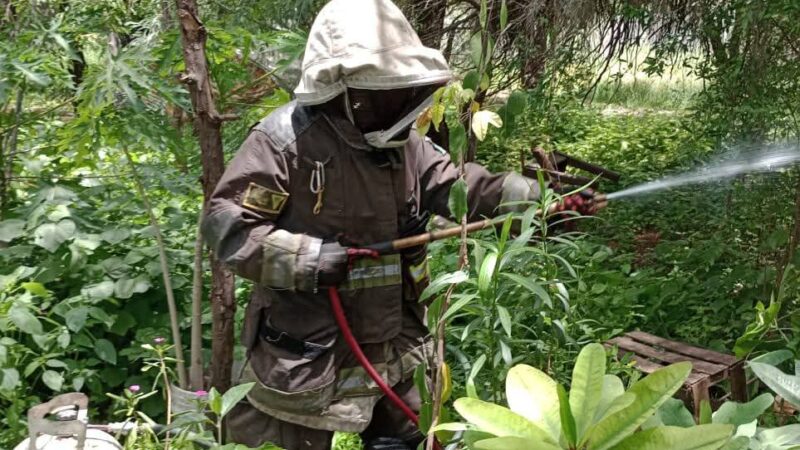 Ataque de Abejas Deja Tres Heridos y Animales Muertos en Colonia Infonavit Los Naranjos
