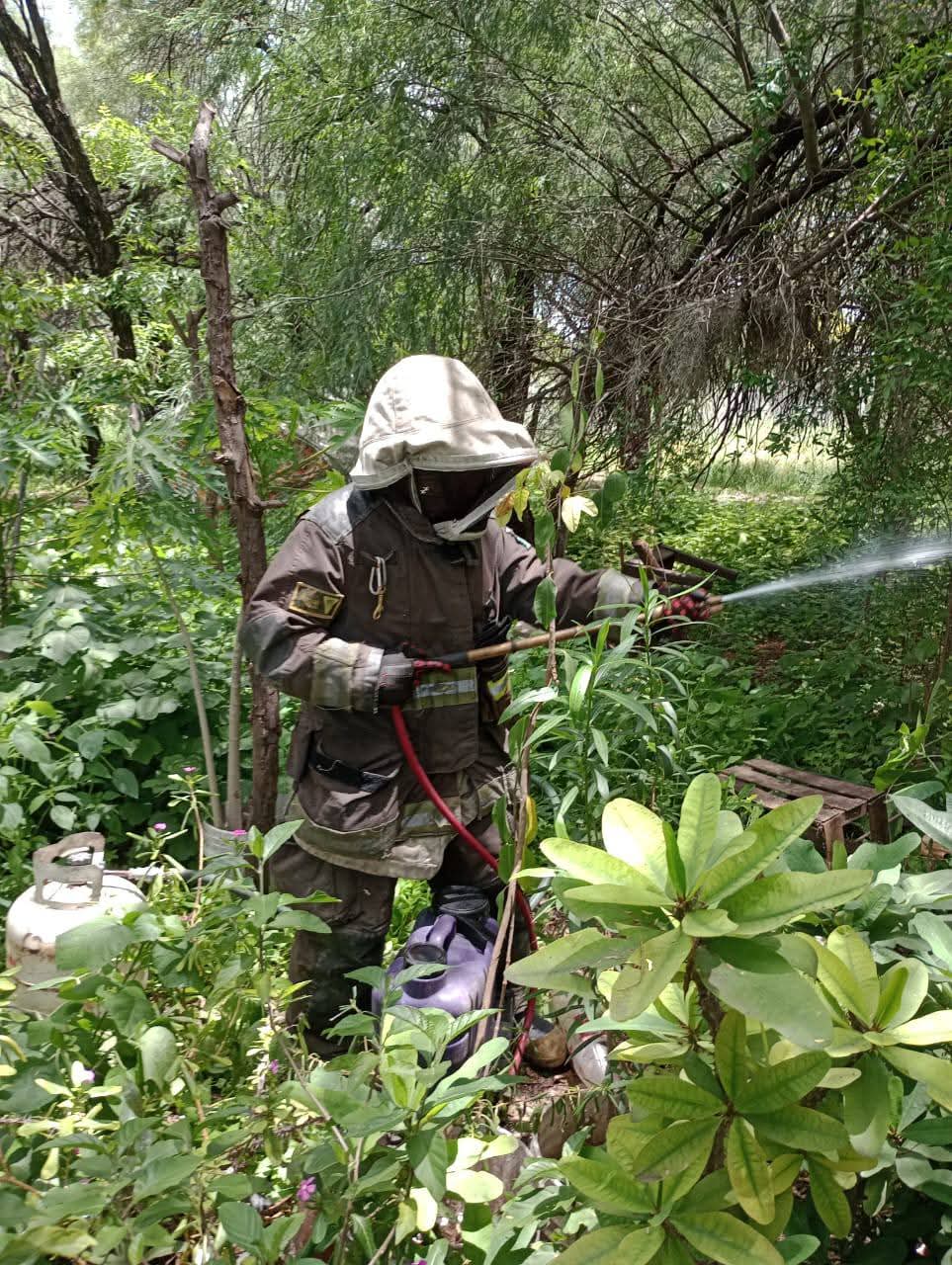 Ataque de Abejas Deja Tres Heridos y Animales Muertos en Colonia Infonavit Los Naranjos