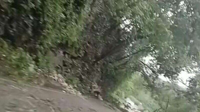 Árboles Caídos Interrumpen Vialidad en Carretera Tamasopo por Fuertes Lluvias