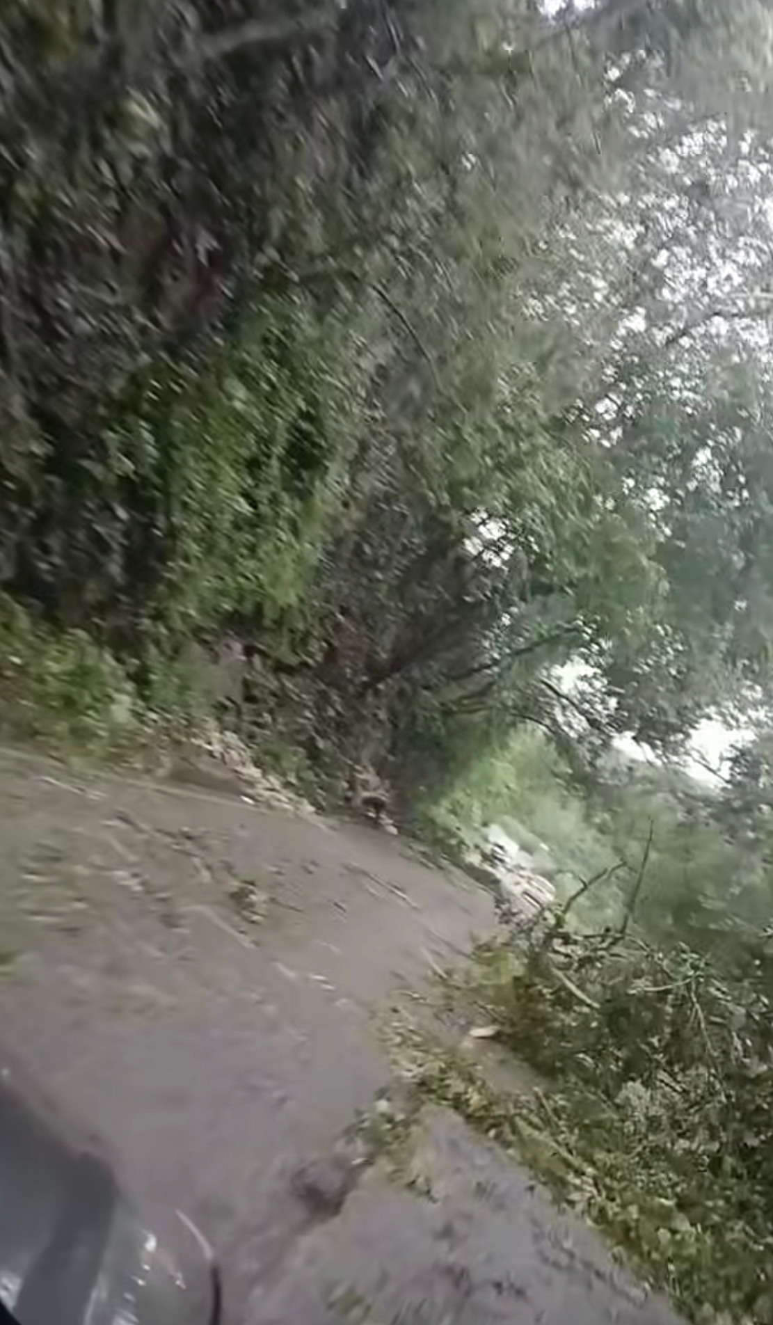 Árboles Caídos Interrumpen Vialidad en Carretera Tamasopo por Fuertes Lluvias