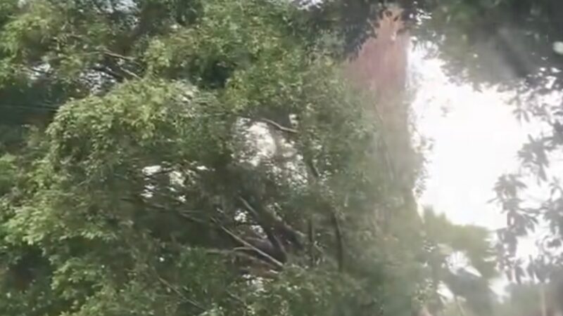 Noticia de Última Hora: Árboles Caídos Obstruyen Camino a la Media Luna tras Fuertes Lluvias en Rioverde