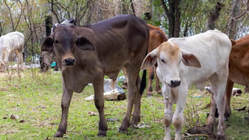 ¡SI VES ESTAS BURBUJAS EN LA CARNE, NO LA CONSUMAS! PODRÍA SER TUBERCULOSIS BOVINA.