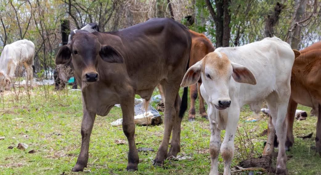 ¡SI VES ESTAS BURBUJAS EN LA CARNE, NO LA CONSUMAS! PODRÍA SER TUBERCULOSIS BOVINA.