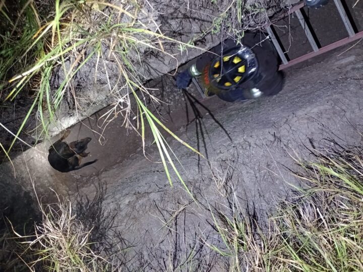 RESCATARON A PERRITO QUE CAYÓ EN UNA ZANJA