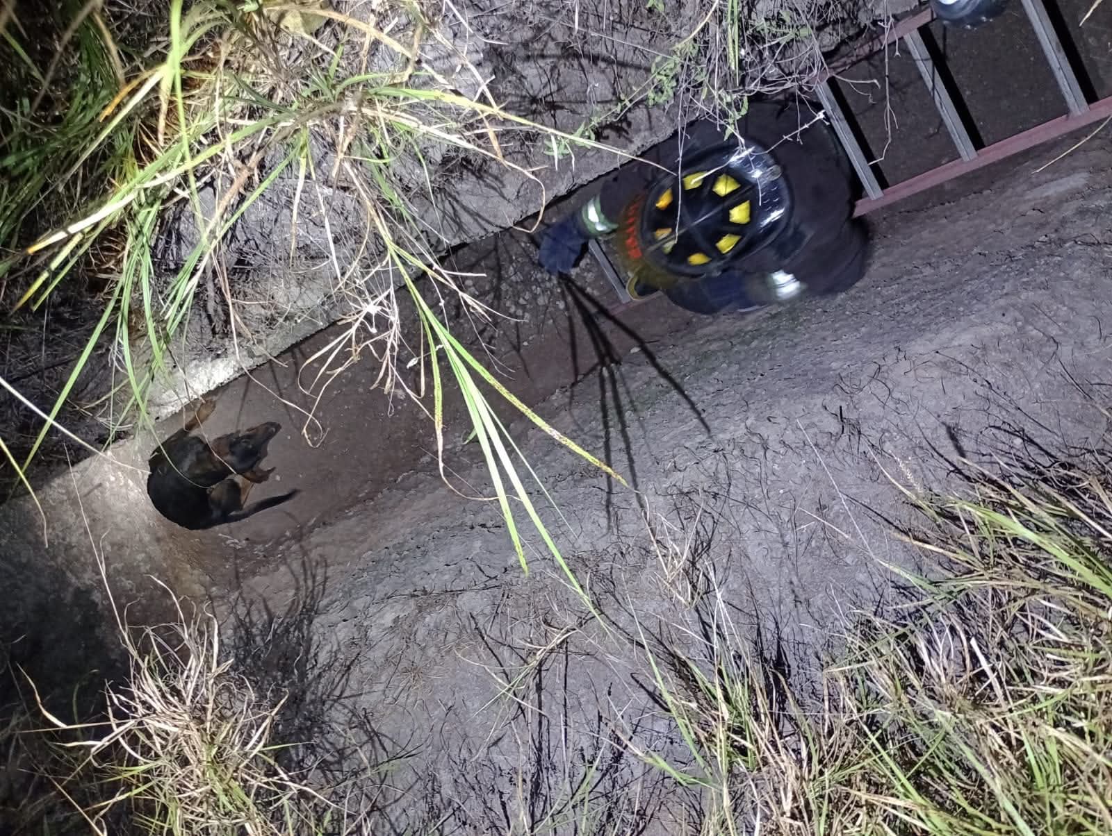 RESCATARON A PERRITO QUE CAYÓ EN UNA ZANJA