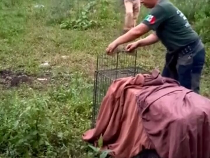 Continúan la liberación de animales silvestres