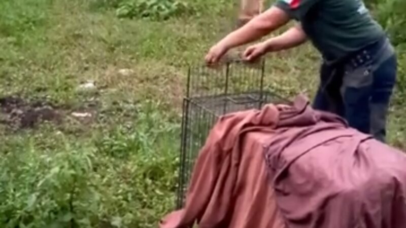 Continúan la liberación de animales silvestres