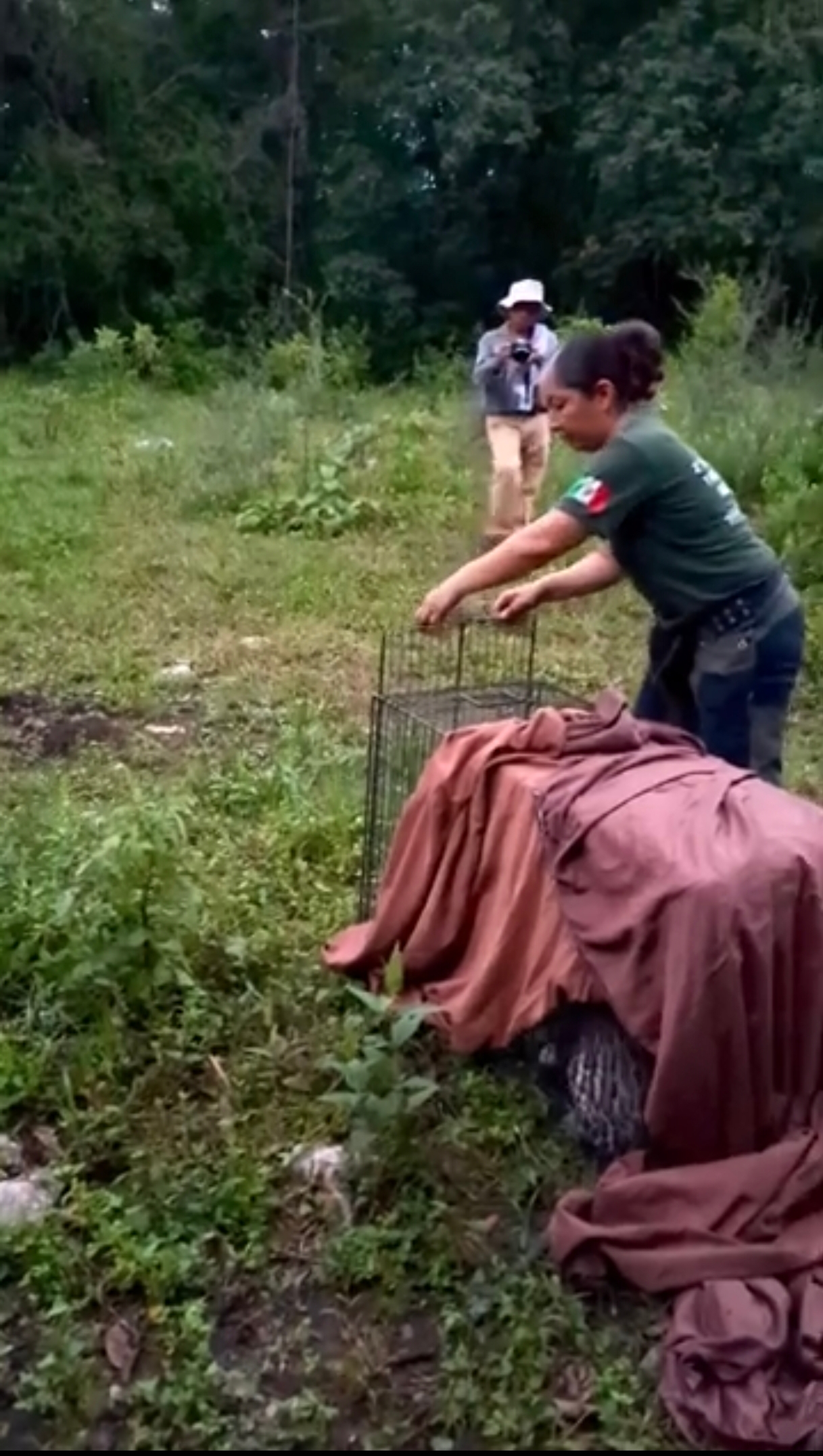 Continúan la liberación de animales silvestres