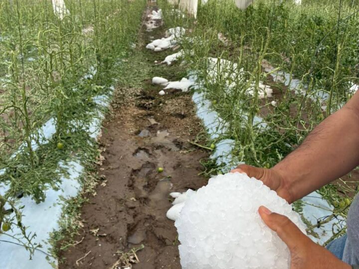 Desastre en el campo potosino: Tromba y granizada devastan cultivos en Bocas y Villa de Arista