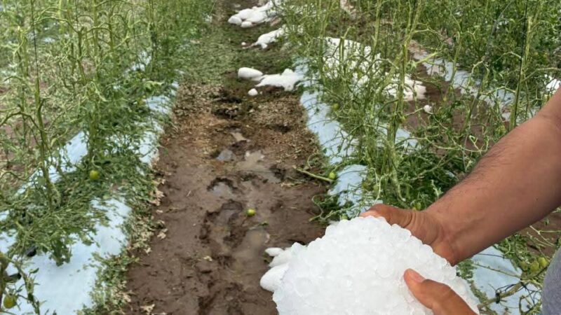 Desastre en el campo potosino: Tromba y granizada devastan cultivos en Bocas y Villa de Arista