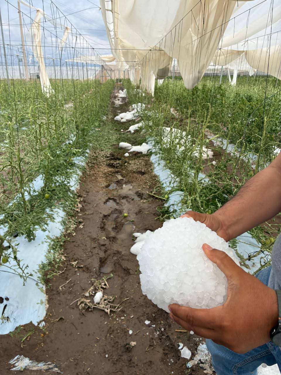 Desastre en el campo potosino: Tromba y granizada devastan cultivos en Bocas y Villa de Arista